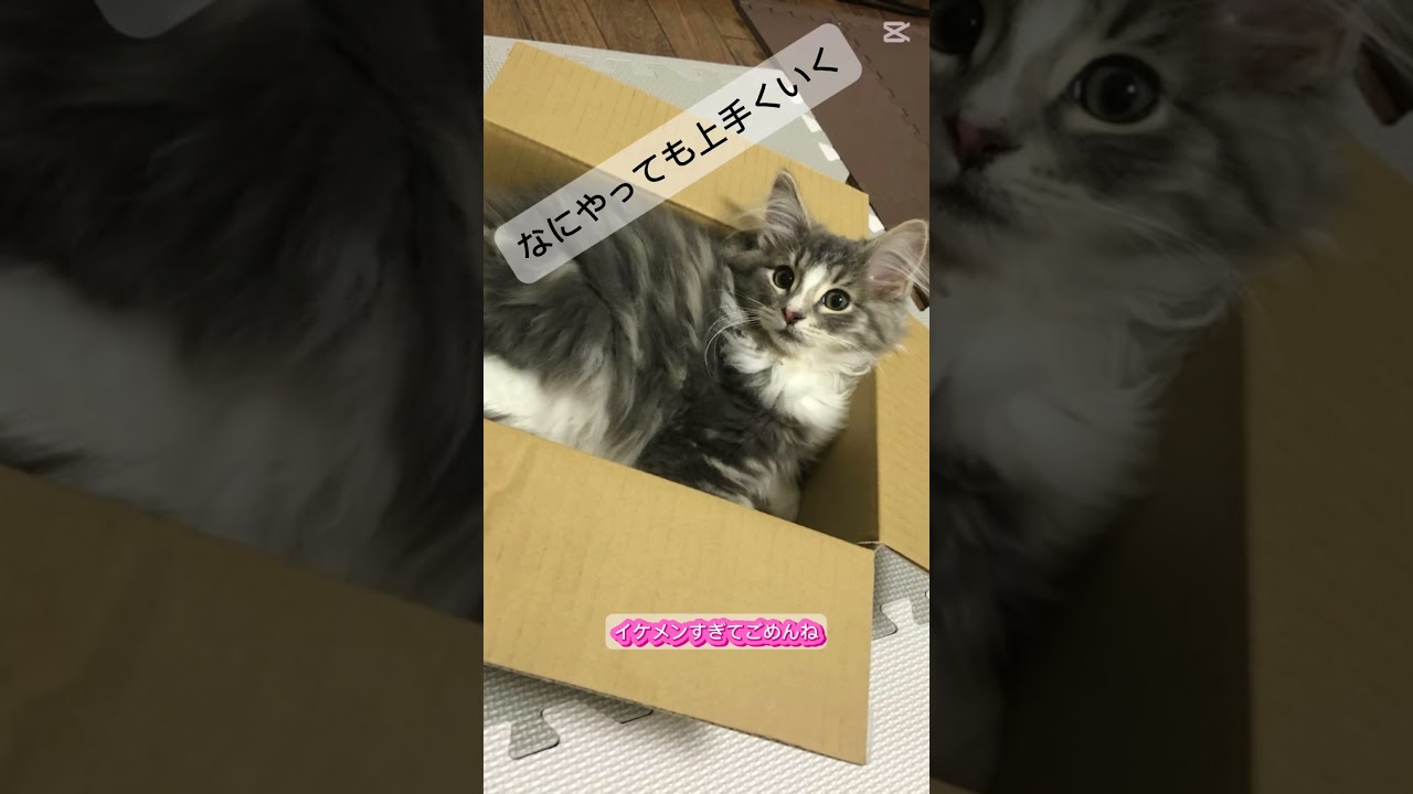 なにやってもかわいい #ノルウェージャンフォレストキャット #猫のいる暮らし #cat #子ネコ #かわいい猫