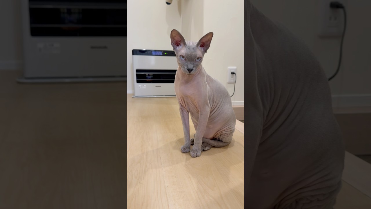 毛のない猫の特等席【スフィンクス】