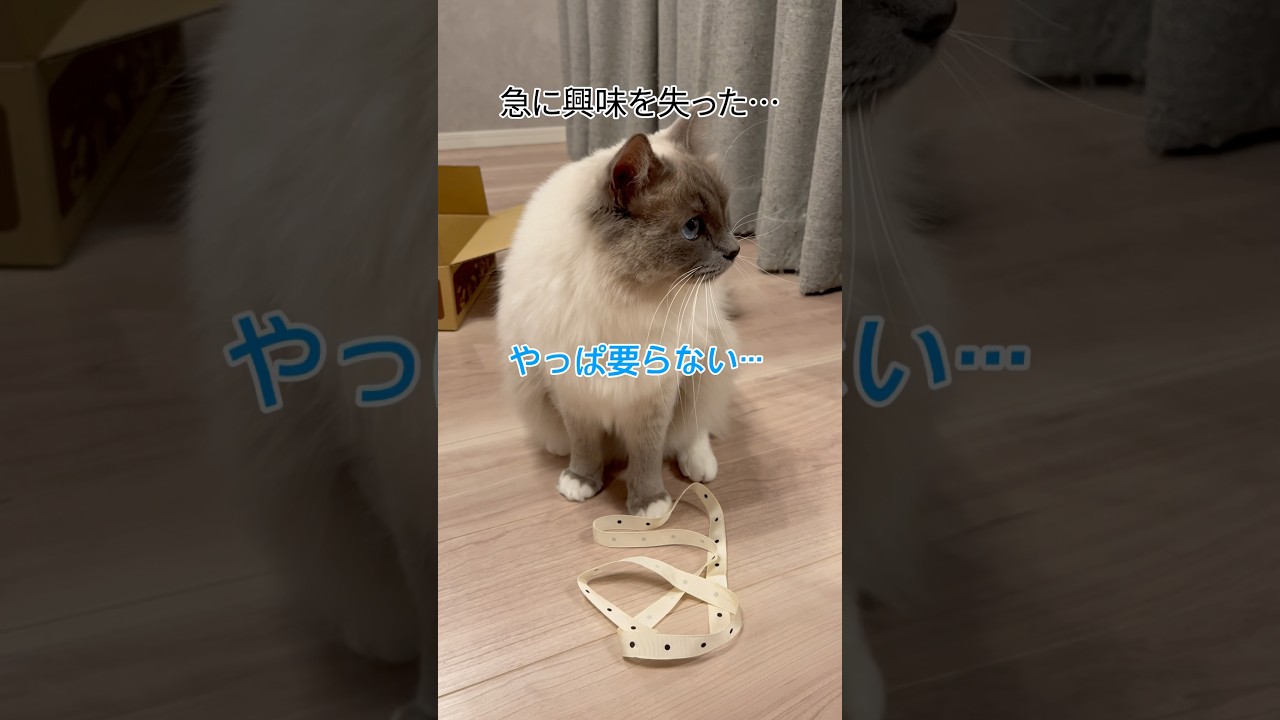 【急に興味なくなった】#ラグドール #猫 #cat #고양이 #ragdollcat  #猫動画 #癒し #ねこ動画  #shorts  #おもしろ動画  #かわいい猫 #cutecat #ねこ