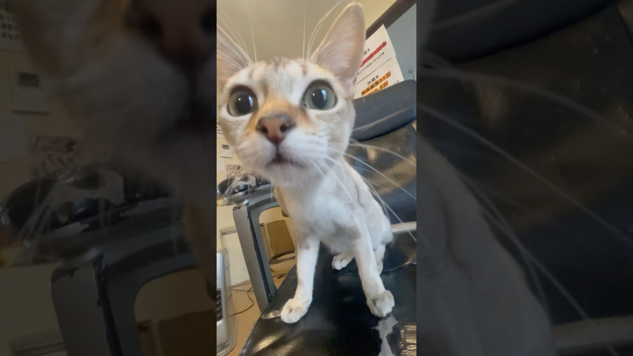 猫ってかたまるね！#shorts #猫のいる暮らし #保護猫 #スコティッシュ#シンガプーラ