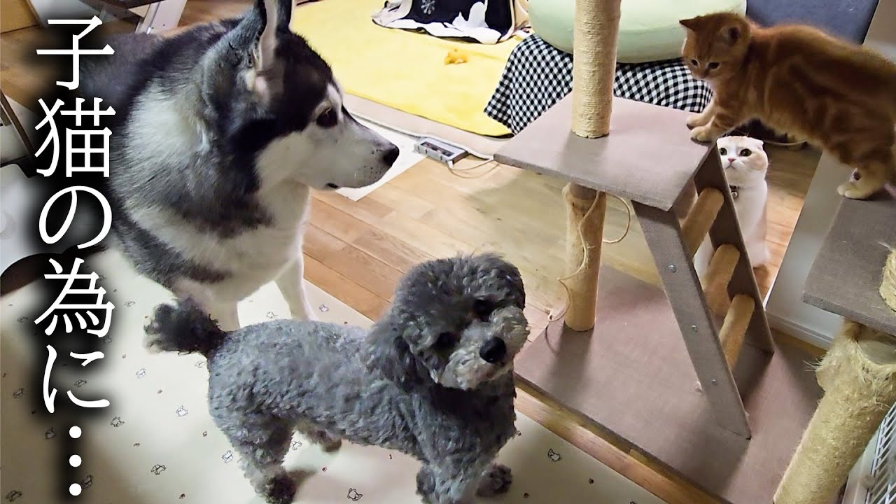 子猫が泣くと秒で駆け心配する先住猫と犬がこちらです...