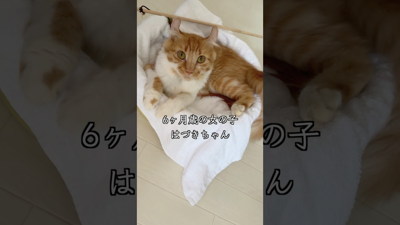 耳がカールした6か月歳の保護猫がのんびりリラックスする姿が可愛い #shorts #捨て猫 #保護猫活動 #アメリカンカール