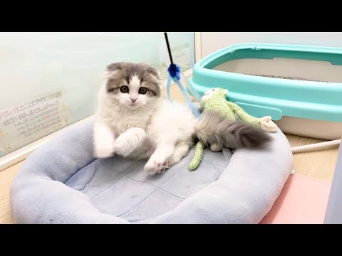 スコティッシュフォールド　子猫　元気いっぱいイケメン君