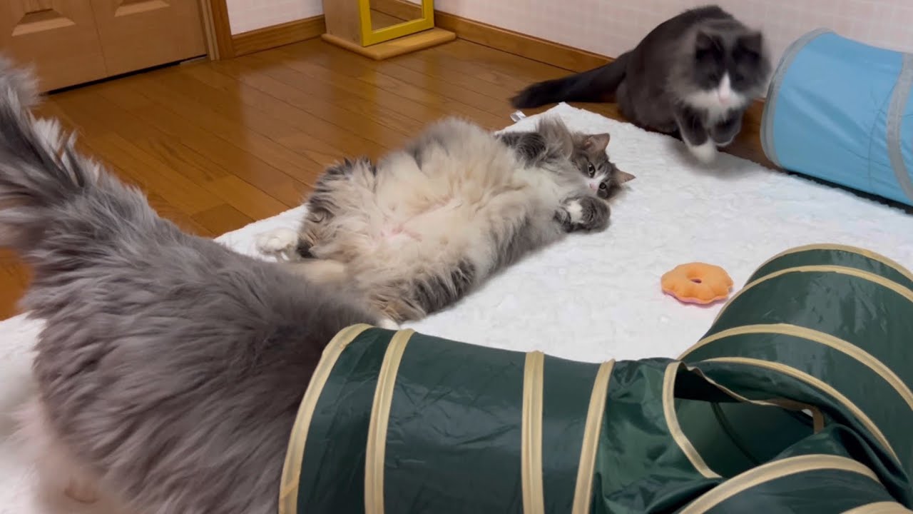 【元気‼︎】遊び相手がほしいターキッシュアンゴラと、ゴロゴロノルウェージャンフォレストキャットwww