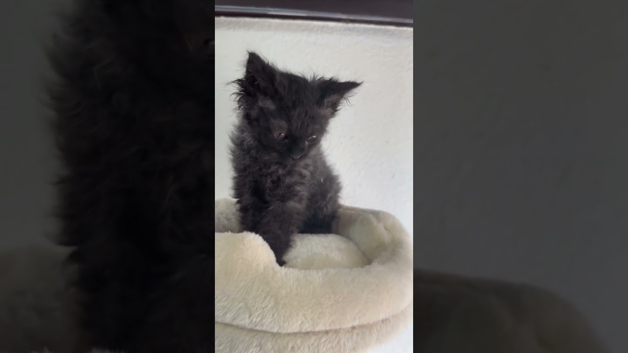 セルカークレックス かっこいい子ですよ