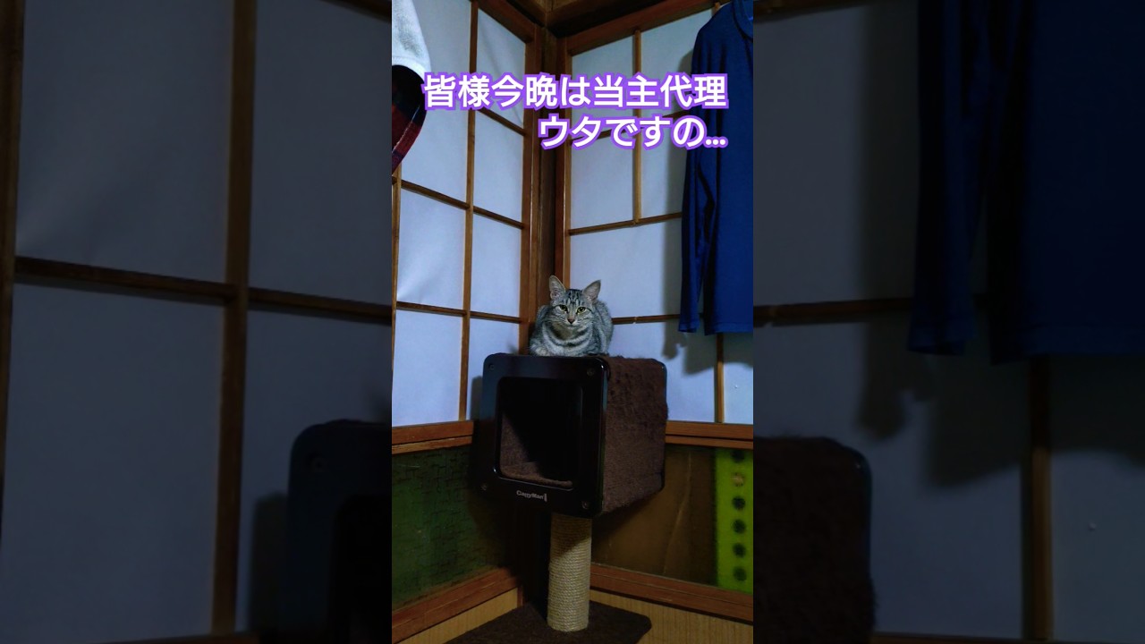 当主代理ウタの苦悩を配信してみる#仔猫#仔猫のいる暮らし