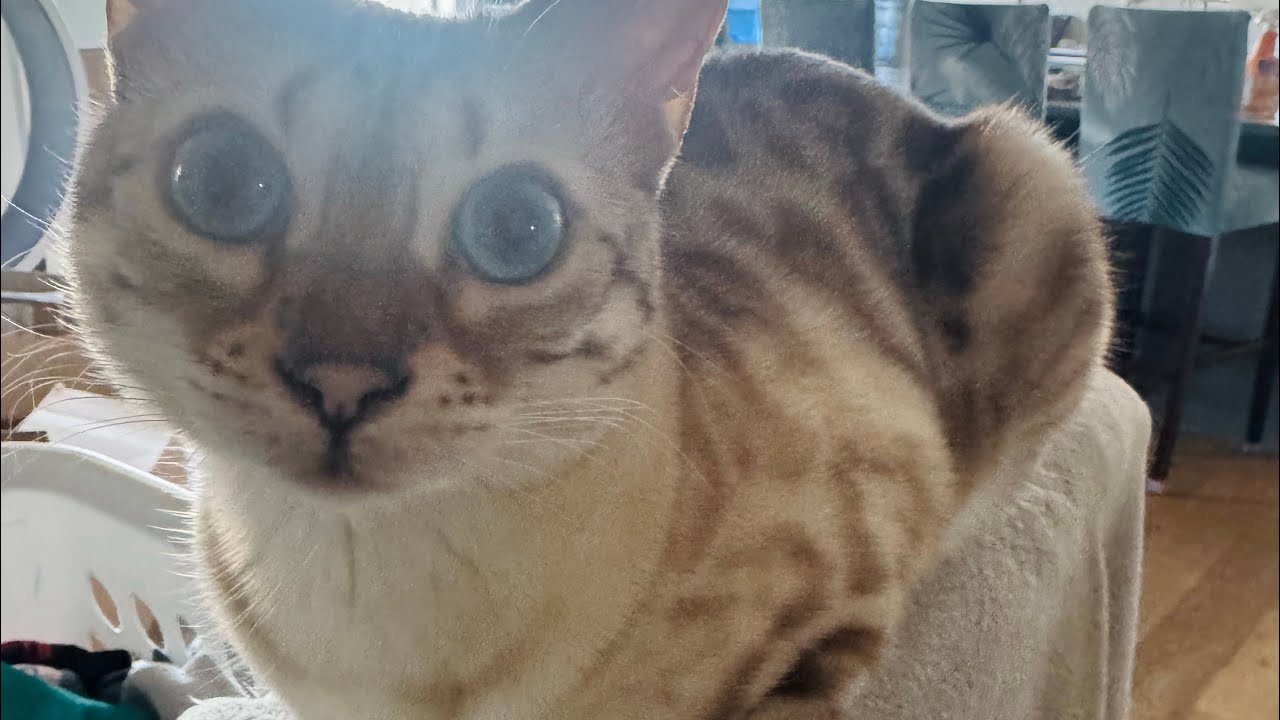 Best belly flopping cat on Earth.