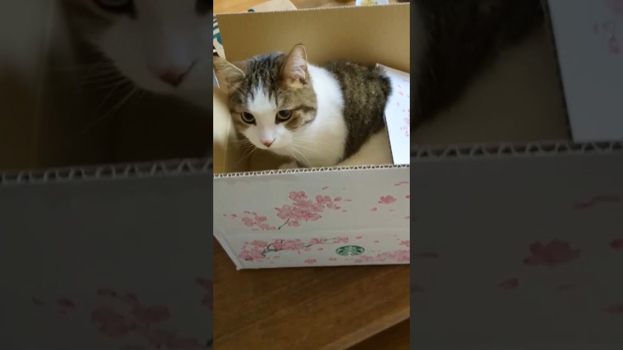箱入り猫　 #shorts  #長足マンチカン