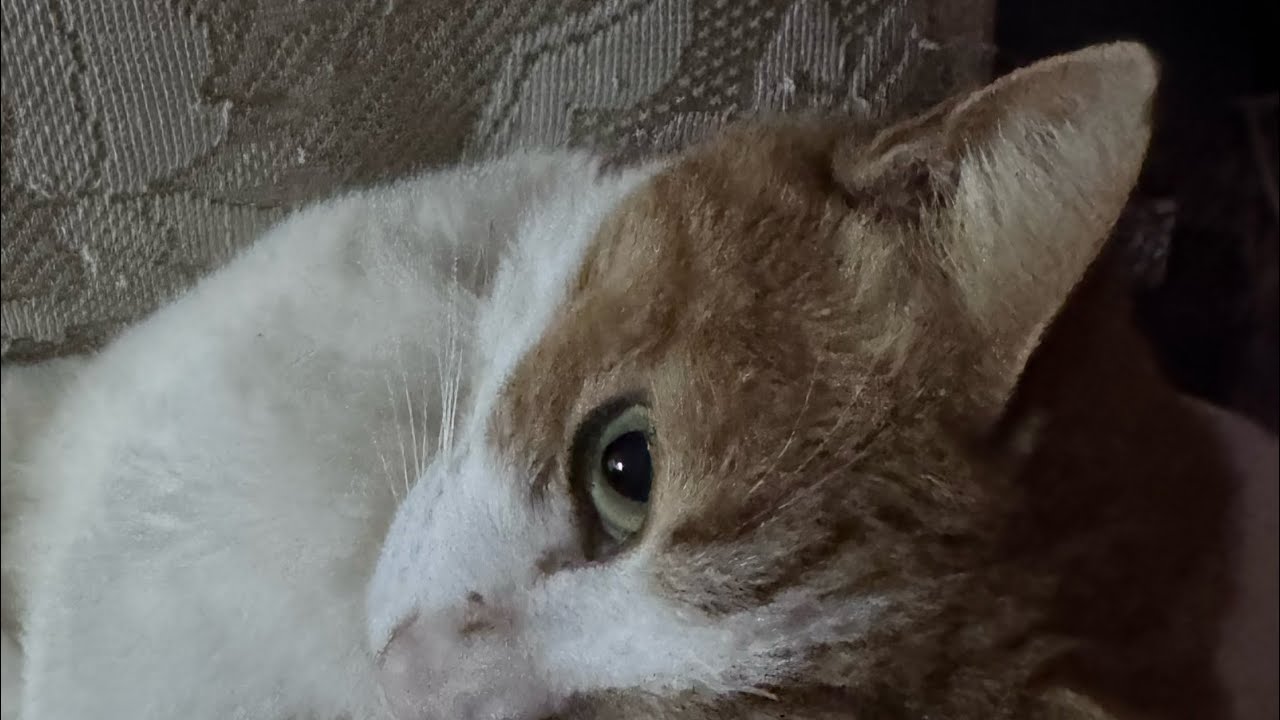 耳👂のカット✂️が小さいのは亡き亜麻音くんがアメリカンカールだったからって🐱兄弟の証🤗 瞳を閉じれば あなたが まぶたの裏にいることで♬.*ﾟ ～3月9日～