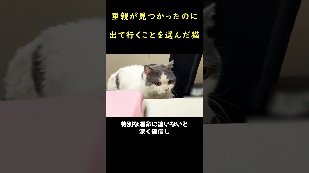 家まで助けを求めた子猫！
