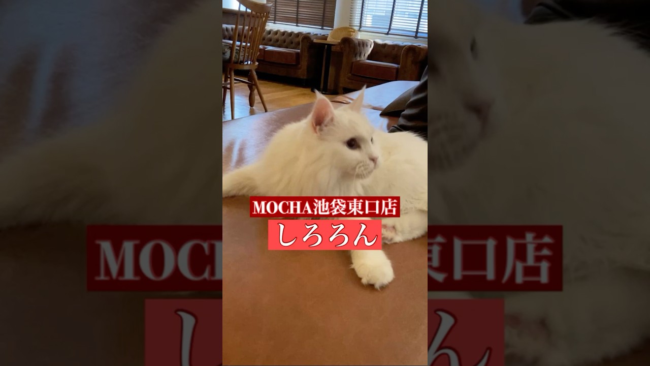 🐱しろろん🐱　(メインクーン♂)　猫カフェMOCHA池袋東口店　2025/2/12 撮影分　#日替わり猫カフェにゃんこ　#cat #catcafe