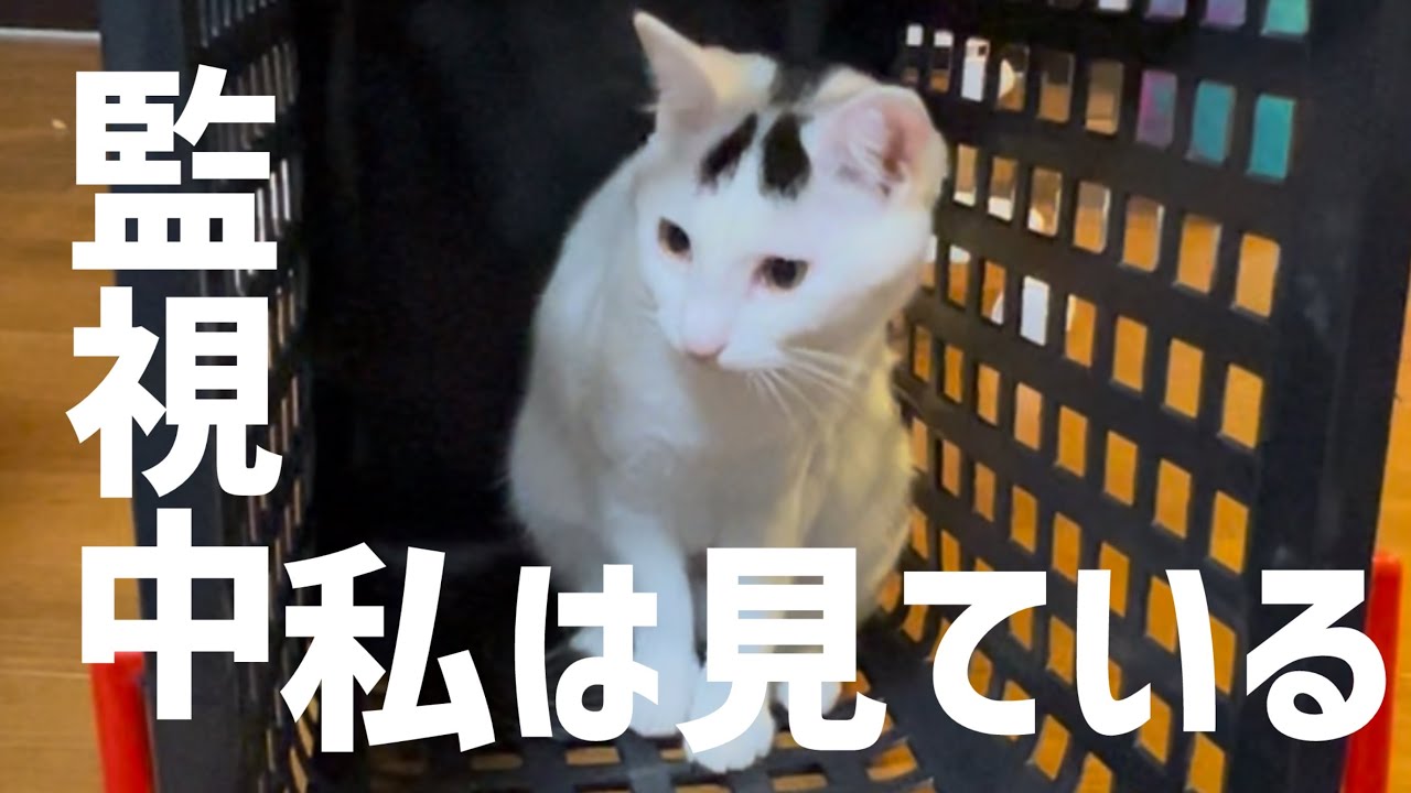 【緊急任務】猫のお仕事、陰で我が家を守ミルねーさん。#保護猫 #ねこ #猫のいる暮らし #ミルねーさん