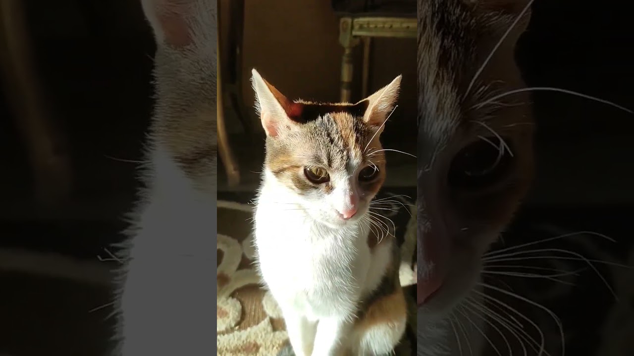 معلومة جديدة