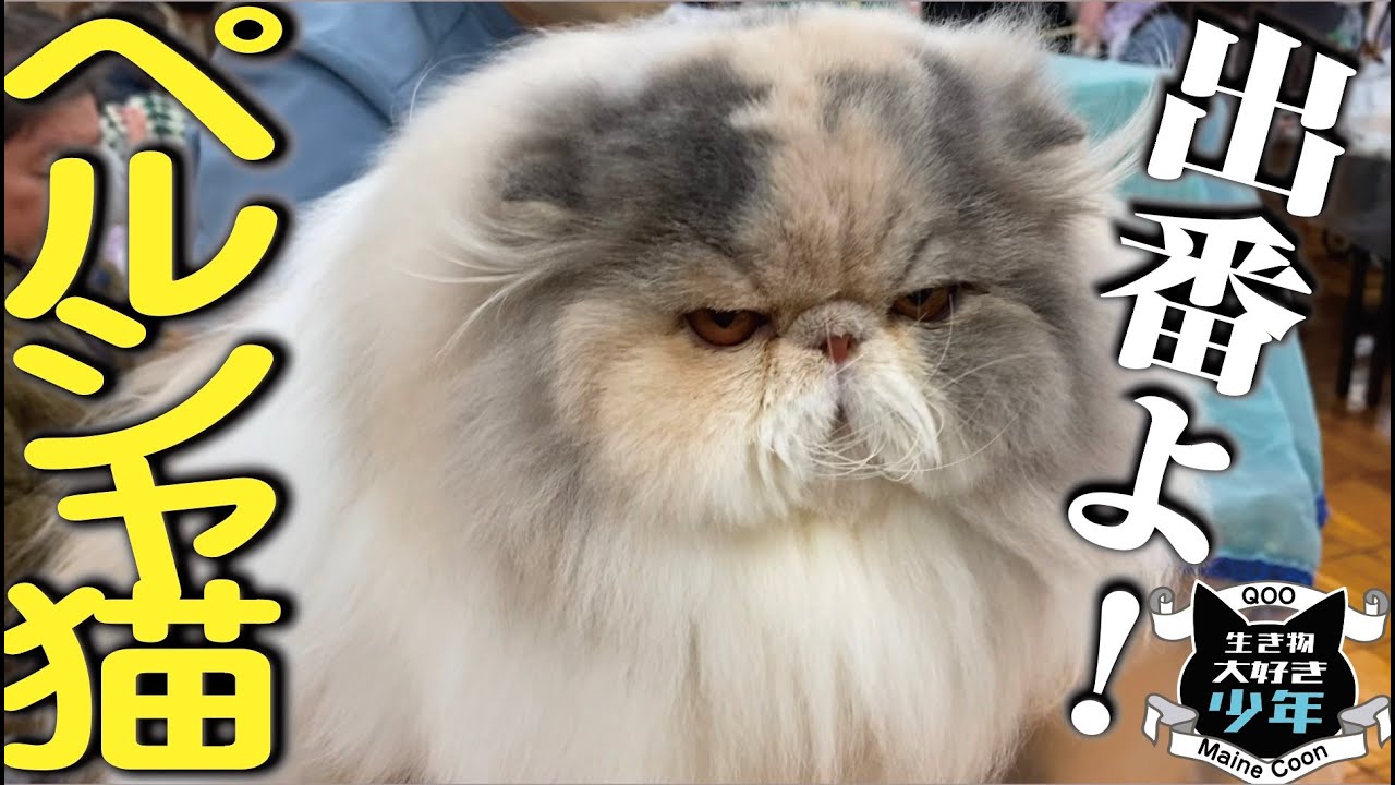 ペルシャ猫の魅力と特徴／優最も古い純血種猫／優雅でゴージャスな長毛猫の魅力
