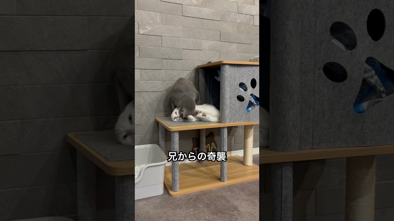 ロシアンブルー|たまには兄猫から仕掛けるのだ|Russian Blue cat