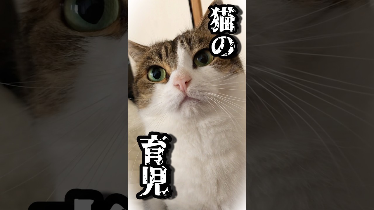 猫の育児は大変にゃ😹😅💦　#cat #ねこ動画 #猫のいる暮らし #育児