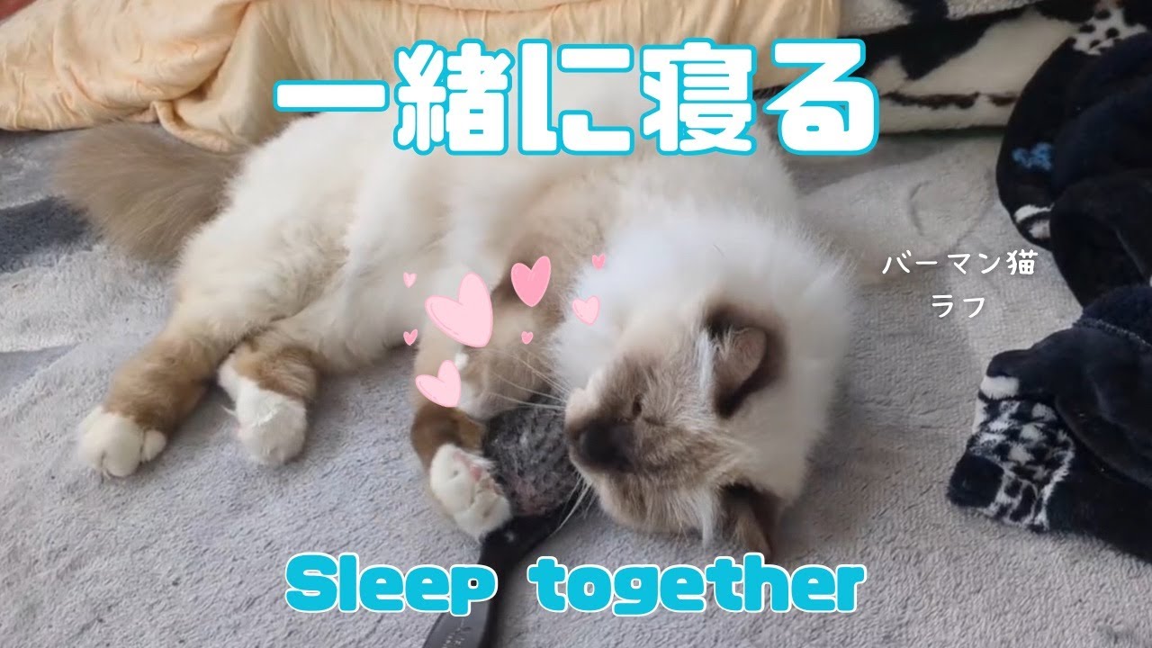 バーマン猫ラフ【一緒に寝る】Sleep together（バーマン猫）Birman/Cat