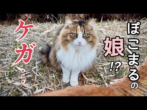 【10ヶ月ぶり】ぽこまるの子供？！ケガをしていました…