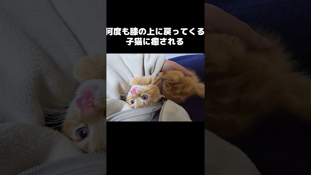 何度も膝の上に戻ってくる子猫に癒される...#shorts