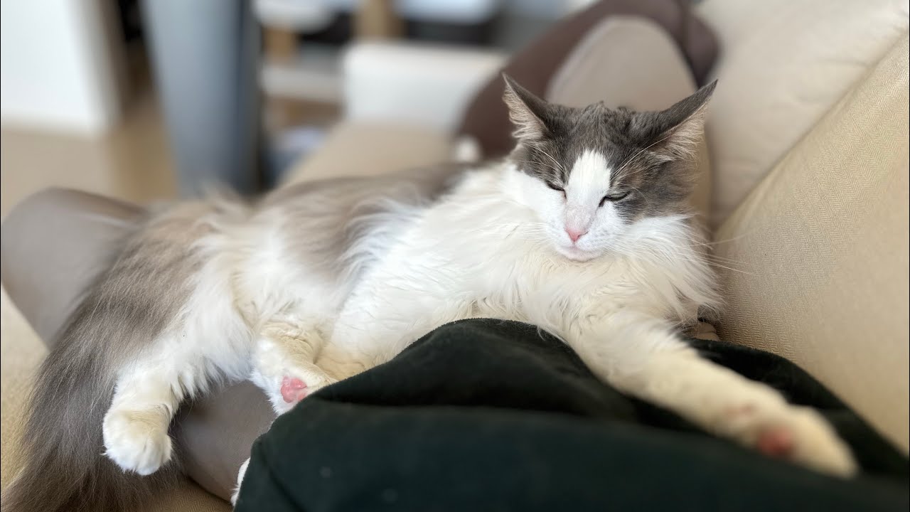飼い主のお腹の上がお気に入りな甘えん坊猫【メインクーン】