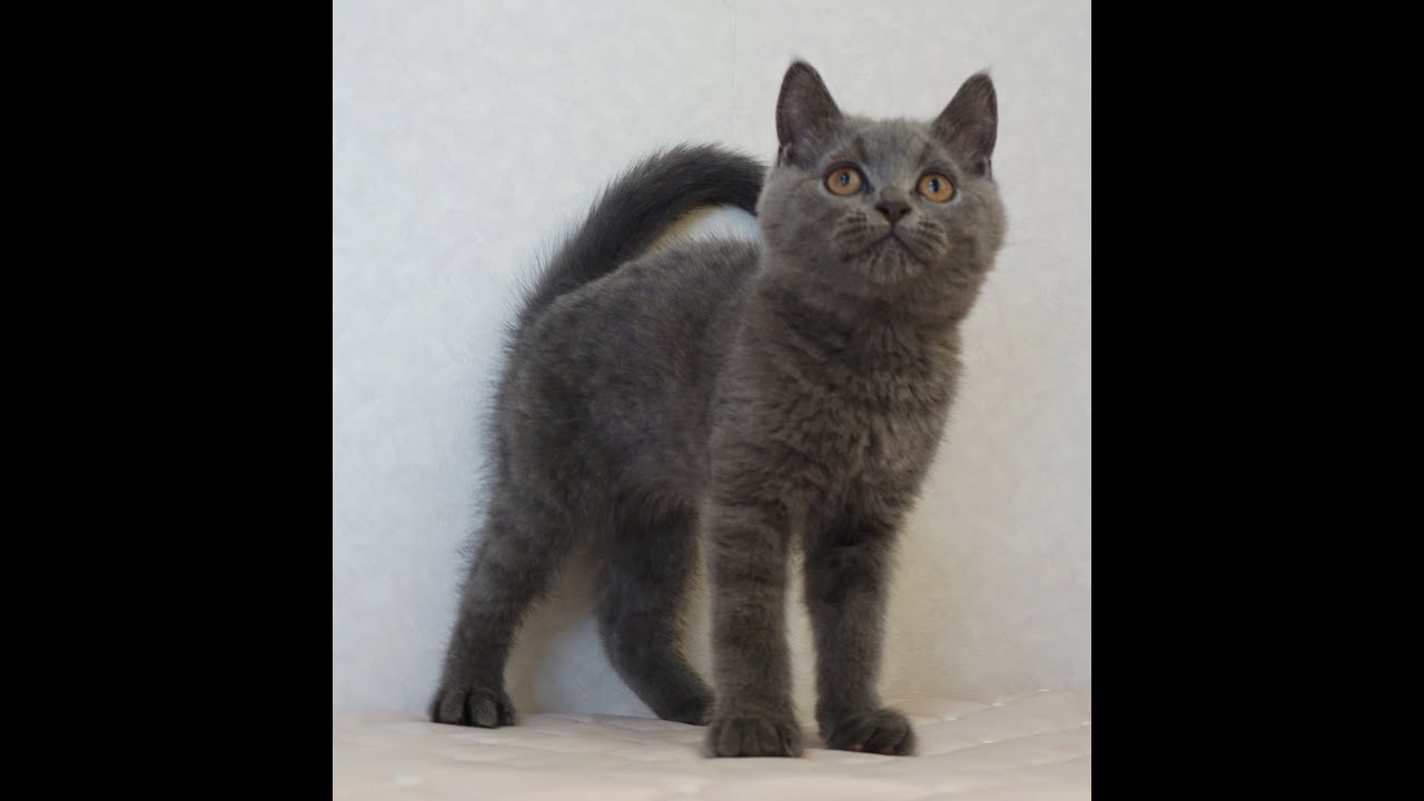 セルカークレックス子猫　Selkirk Rex　2024.12.6産まれ　ブルー　ストレート　男の子　シーダキャット猫のお店