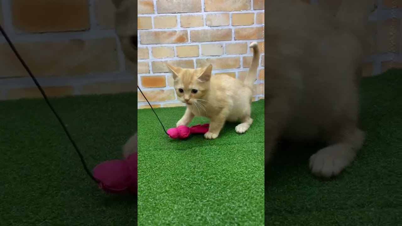 ♡新しいねこちゃん紹介♡ #アメリカンカール  #cat