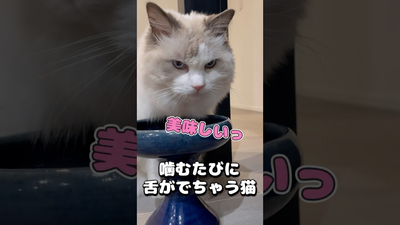 もぐもぐぺろぺろ  #猫 #猫のいる暮らし #ラグドール  #cat
