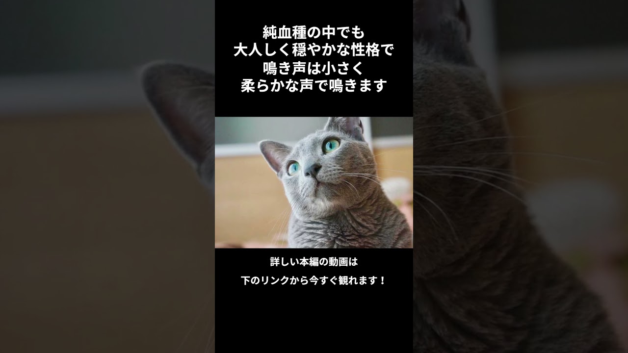 もっと知りたい！ロシアンブルー #shorts #shortvideo #short #cat #animals #猫 #ねこ #雑学 #動物 #猫のいる暮らし #ねこのいる生活 #ロシアンブルー