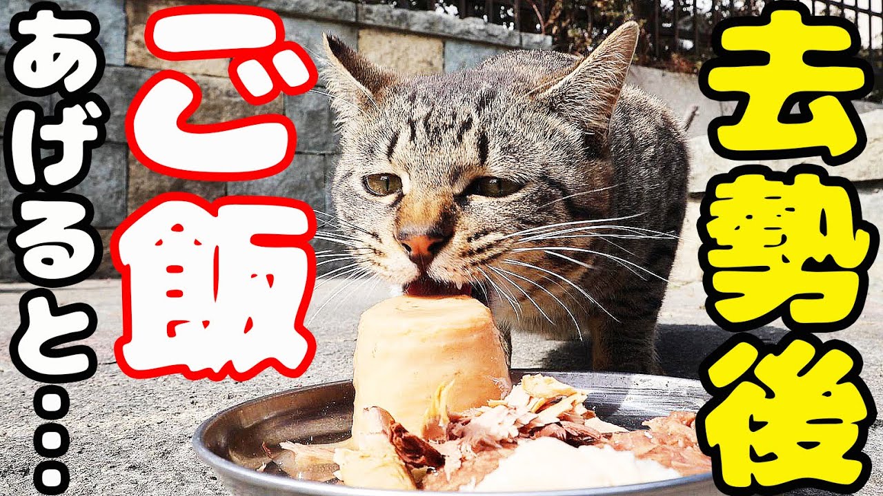 去勢手術後の猫にご飯をあげにいくと・・・ さくらねこへの給餌 タイガくん