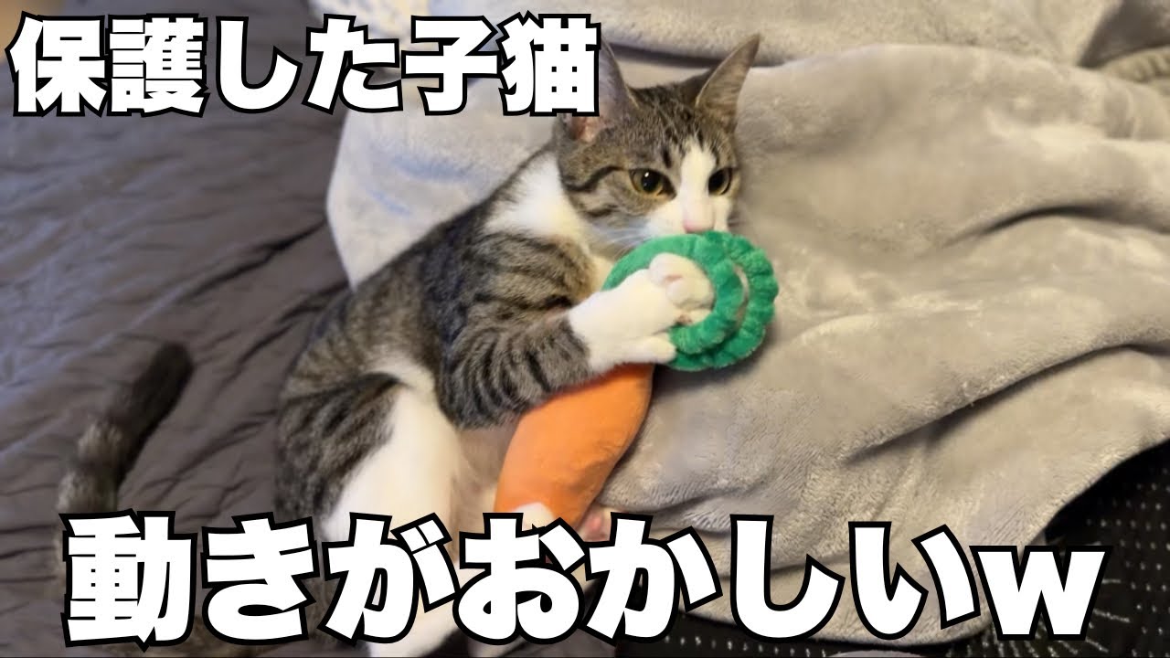 【保護猫】子猫の動きが色々おかしい件について