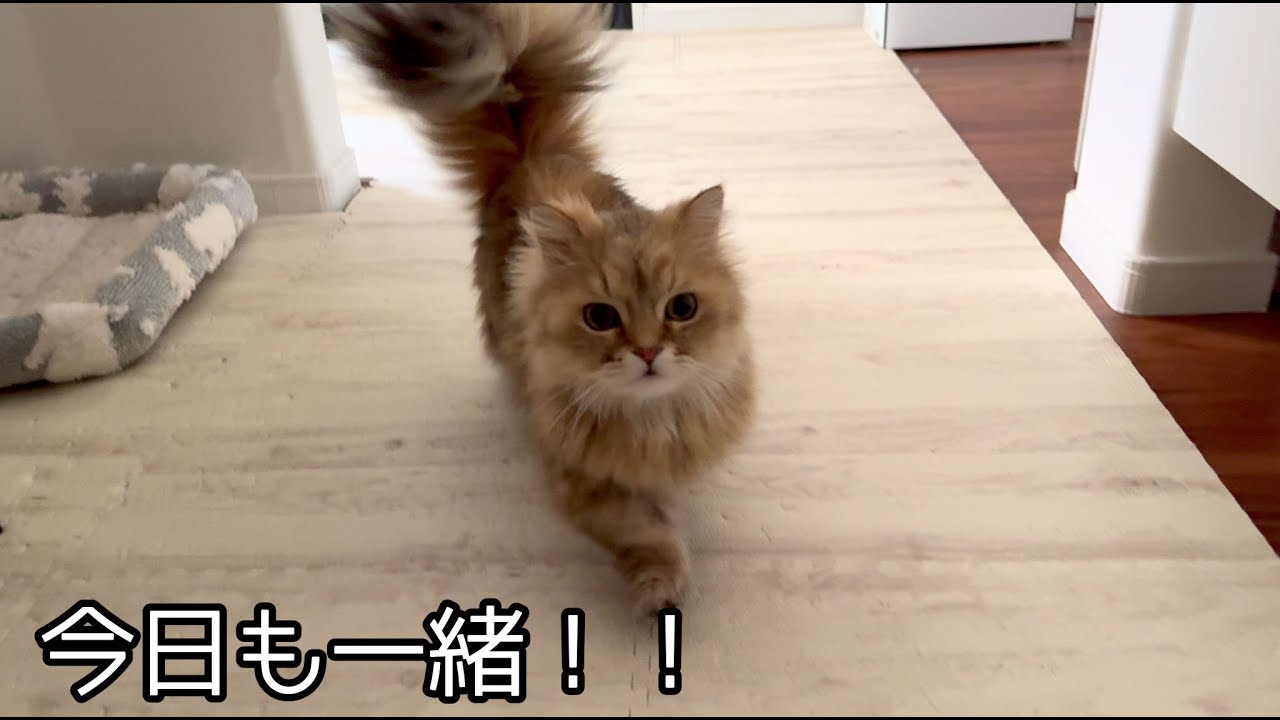 離れると走ってストーカーして来る甘えん坊猫の落ち着く場所が可愛いすぎた！