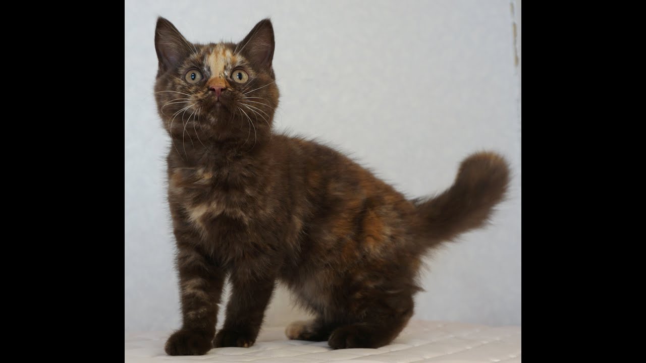 セルカークレックス子猫　Selkirk Rex　2024.12.6産まれ　チョコトーティー　ストレート　女の子　シーダキャット猫のお店