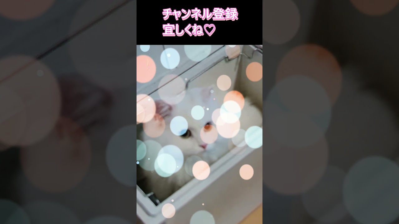 仲良しモフモフ対決 #cat  #ラガマフィン #ラグドール