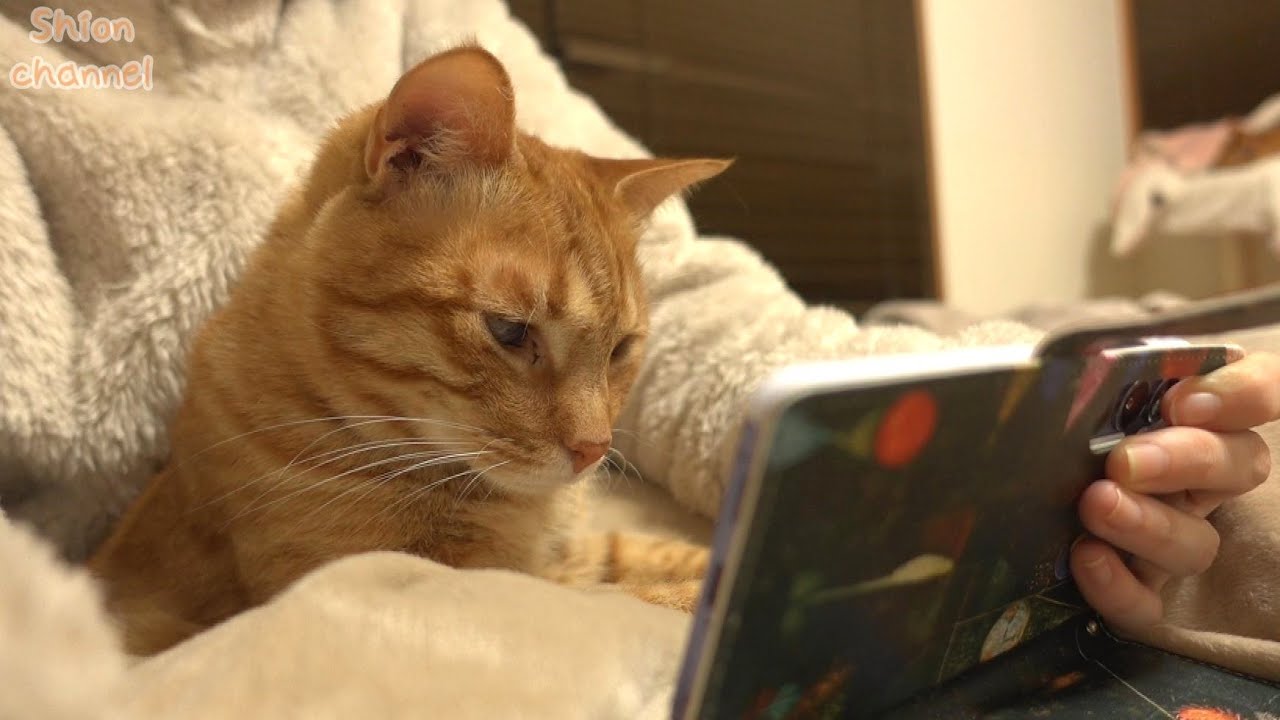 動画鑑賞好きの猫が最近ハマっている動画がこちら…