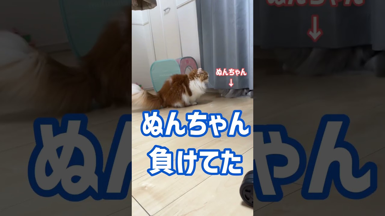 たかいとこはぼくの！#マンチカン短足 #ミヌエット短足 #なんちゃん #ぬんちゃん