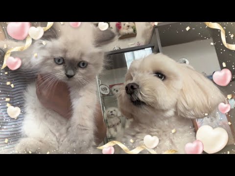 子猫を家族に迎えましたスコティッシュのチャチャです、仲良く出来るかなぁ？