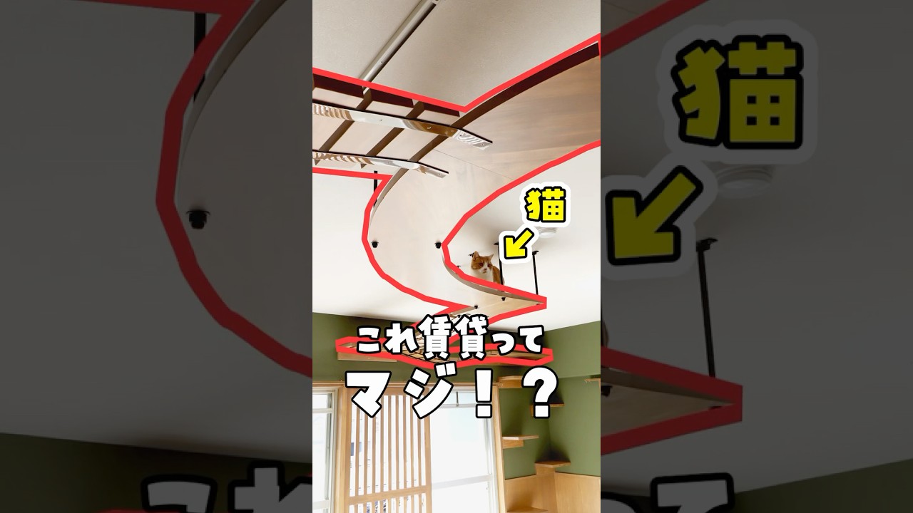 【人も住める猫可賃貸】ここは猫カフェですか？猫様と下僕の理想の暮らし #ねこ #ルームツアー #ねこ物件