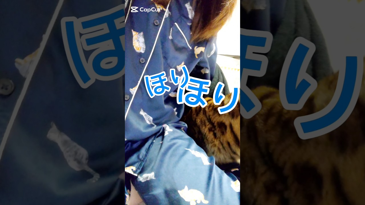 開拓 #猫 #猫動画 #猫のいる暮らし #ベンガル #cat #fyp #shorts #short