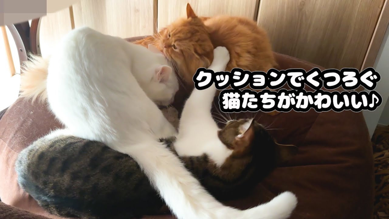 我が家の猫たちは朝から賑やかなんです！