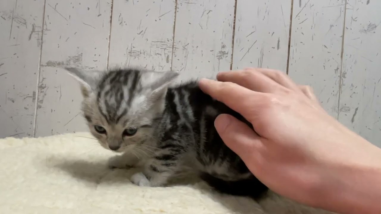 アメリカンショートヘア 毛色もお顔もパーフェクトなアメショー兄弟くん♪