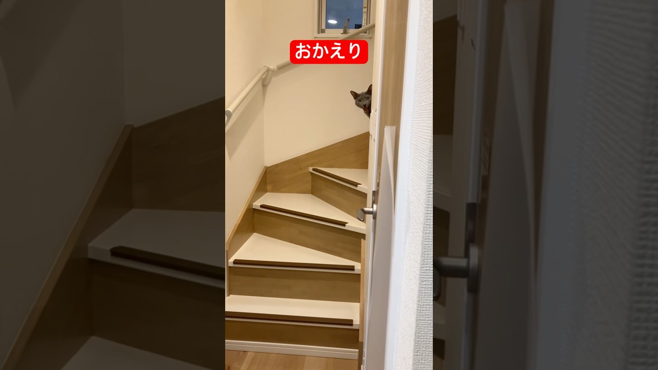 出迎えてくれる猫#ロシアンブルー #猫