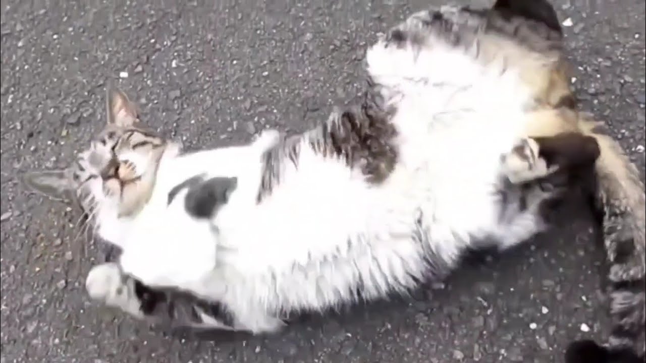 [野良猫]甘えてゴロンてしちゃうキジ白猫が可愛すぎる！[straycat]The cat that spoils and grins is cute!