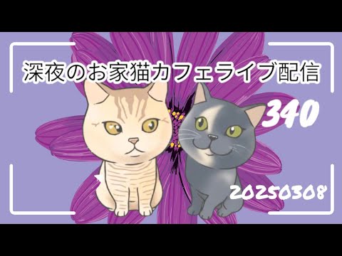 深夜のお家猫カフェライブ配信 ３４０