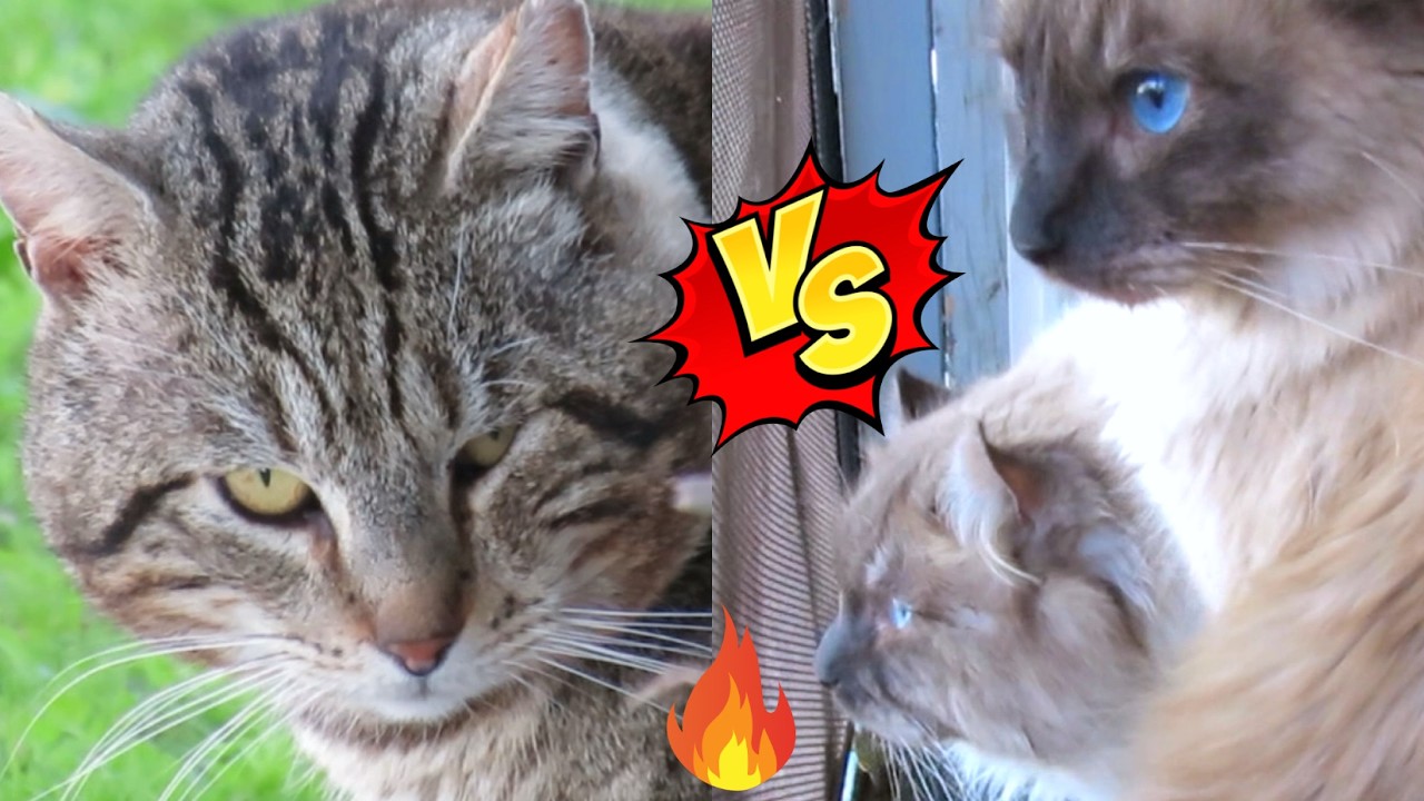 【💪8対1】よそのボス猫が敷地内に入ってきた時の猫どものリアクションがこちらです💁🏻‍♀️ #ラグドール #ボス猫 #子猫
