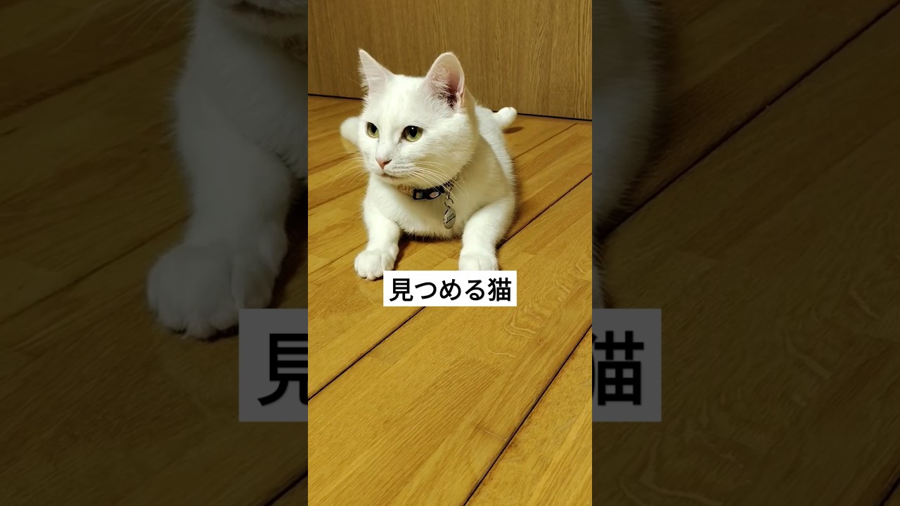 特別な視線で見つめる猫 #shorts #ねこ #猫 #猫のいる暮らし #猫のいる生活 #cat