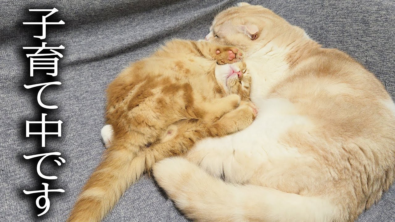 甘えん坊の猫が親になり子育て始めた結果...