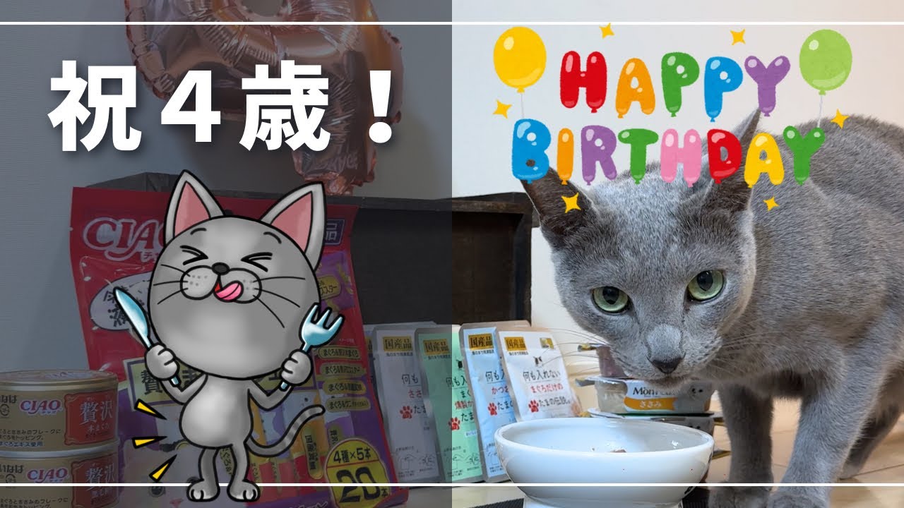 4歳の誕生日を大量オヤツでお祝いw【ロシアンブルー】猫