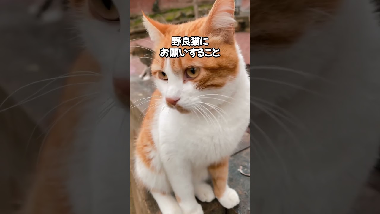猫の信頼を失うNG行為とは？😭 #cat #ねこのいる幸せ #ねこ大好き #猫のいる暮らし #猫のいる生活 #猫動画