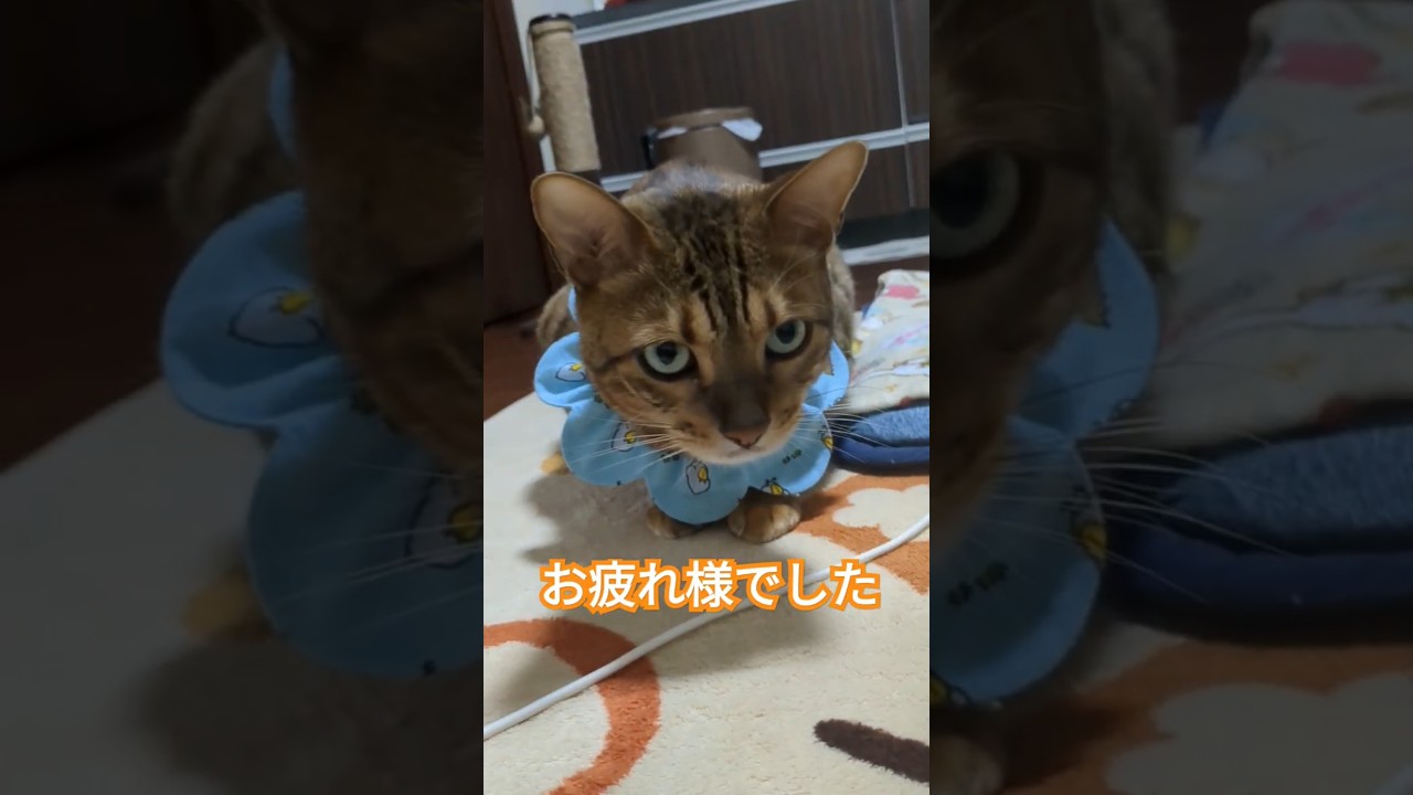 日本語の勉強 #cat #猫 #ねこ #猫のいる暮らし #ベンガル猫 #shorts