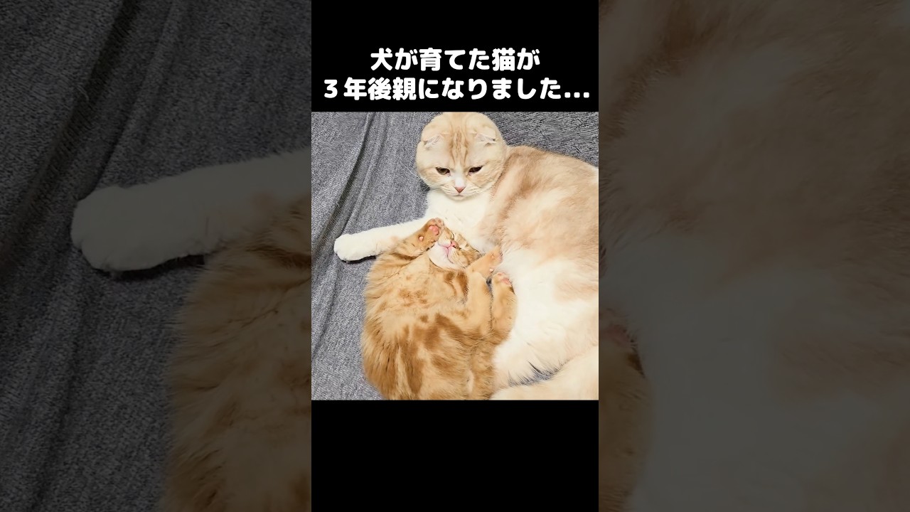 犬に育てられた猫が3年後親になりました...#shorts